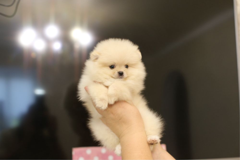 Дівчинка крем померанський шпіц