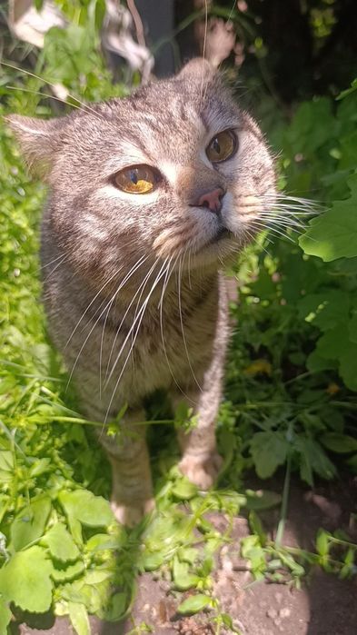 Віддам котика британець прямовухий