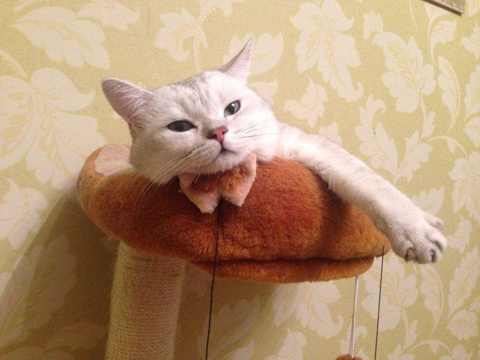 В'язка від Британця - супер-ексклюзивна пропозиція для киць.