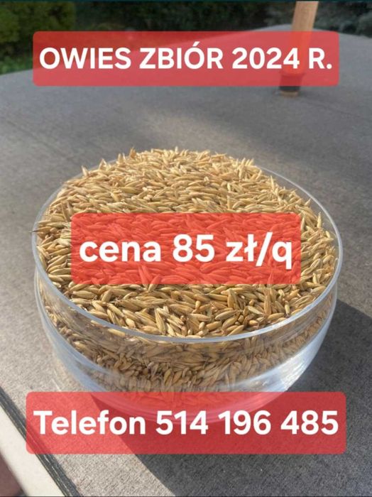 Lucerna owies wyka koniczyna bobik łubin groch trawa bób rzodkiew len