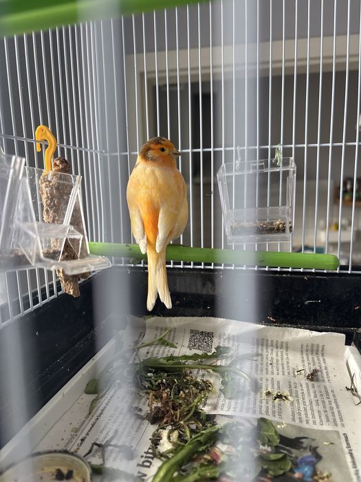 Na sprzedaz ptaszki od babci