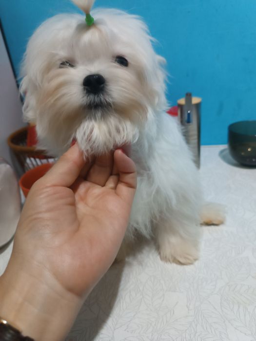 Мальчики мальтезе