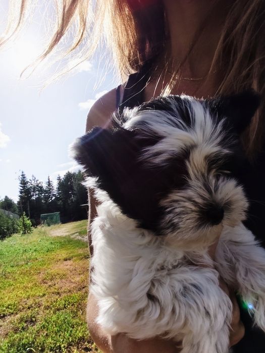 Yorkshire terrier suczka Biewer gotowa do odbioru !