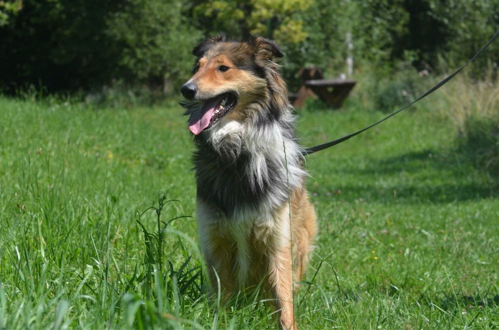 Archie- owczarek szkocki collie do adopcji