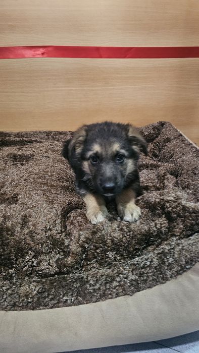 Pastor Alemão macho