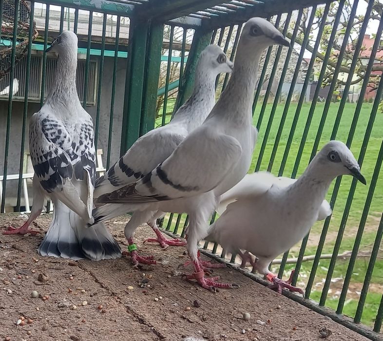 Gołębie srebrniaki,pasiaki,szaroloty