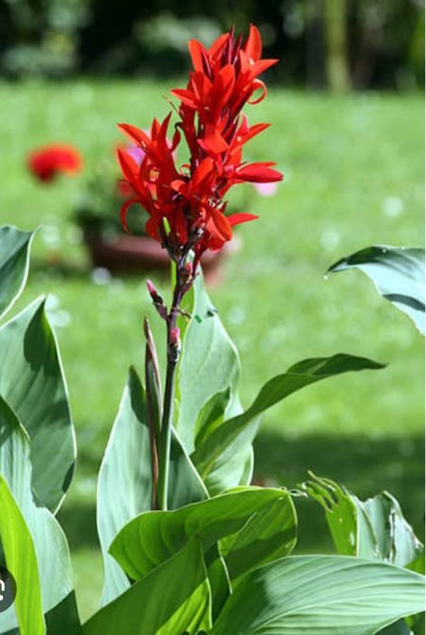 Bulwy Canna paciorecznik.Czerwona ,żółta .