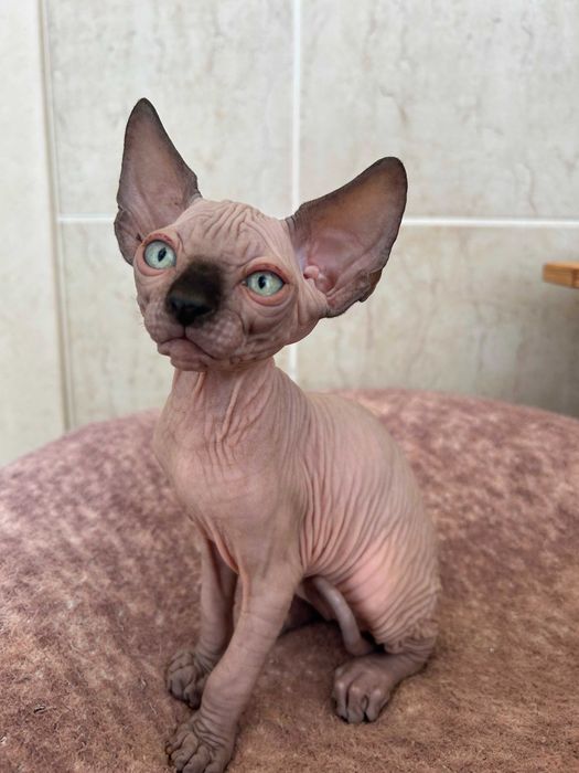 Gatinho Sphynx macho