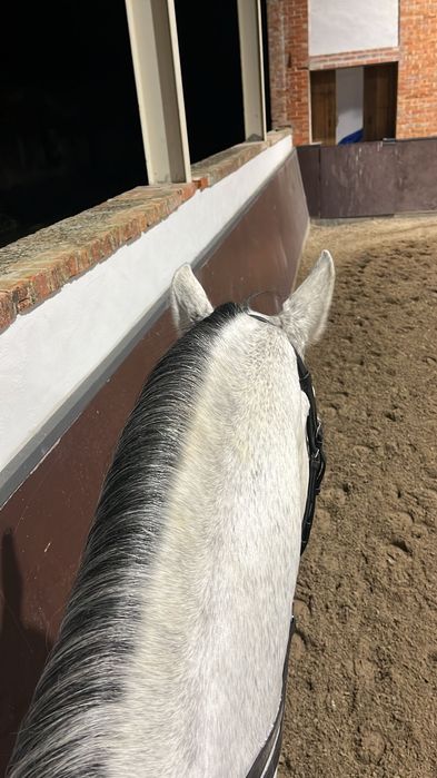 Cavalo lusitano ruço