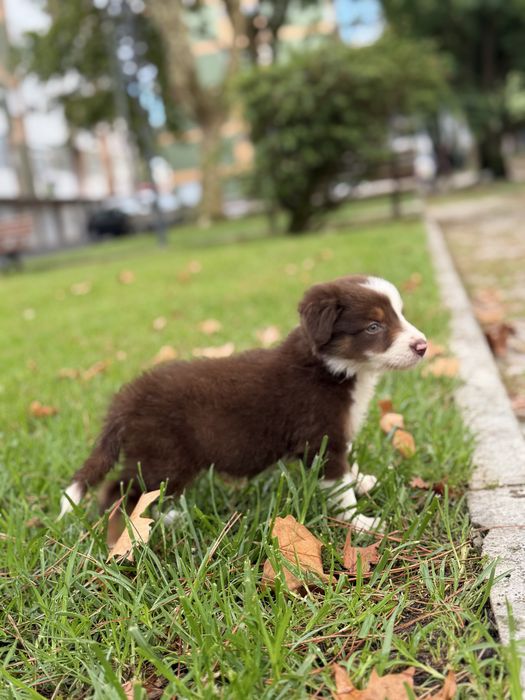 Border collie chocolate bebe
