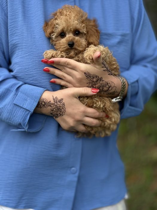 Продається міні дівчинка мальтіпу, дуже ніжна