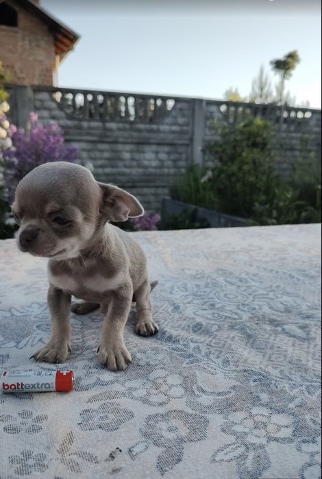 Sprzedam mini pieska rasy Chihuahua