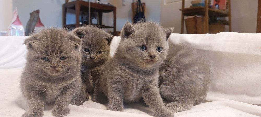 British Shorthair azul e Scottish fold