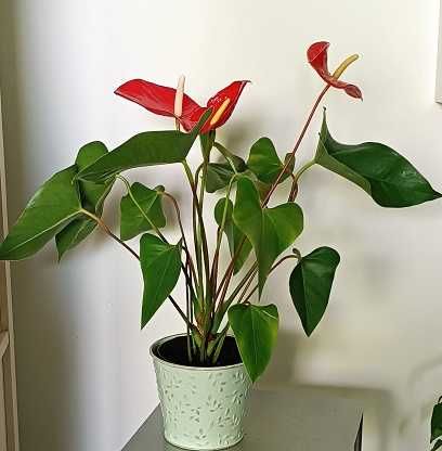 anturium czerwone, młode, zdrowe w osłonce