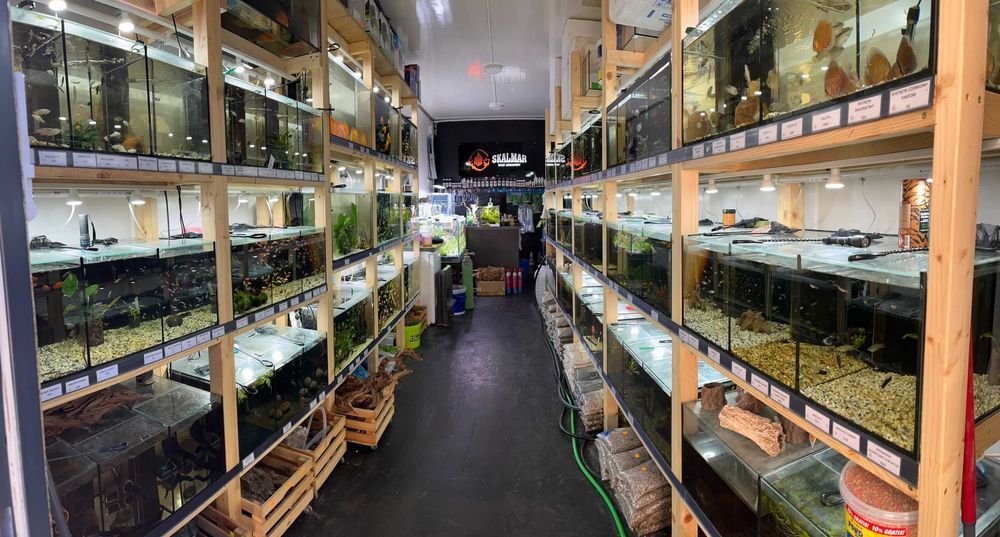 Kirys Fioletowy - SKALMAR Sklep Akwarysty