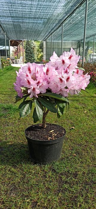 Różaneczniki, azalie japońskie