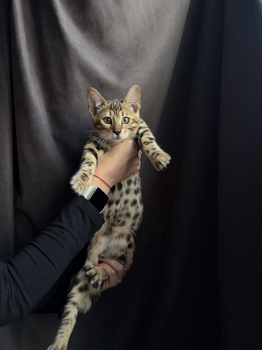 Кошенята бенгальські