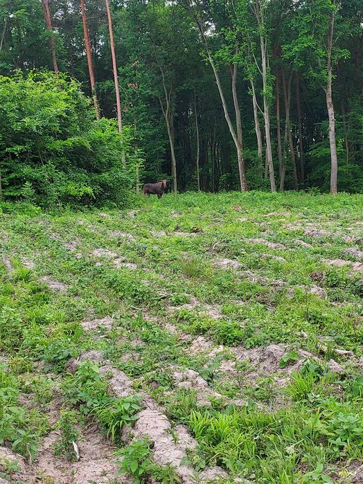 Wycinanie trudnych drzew trudnych, koszenia