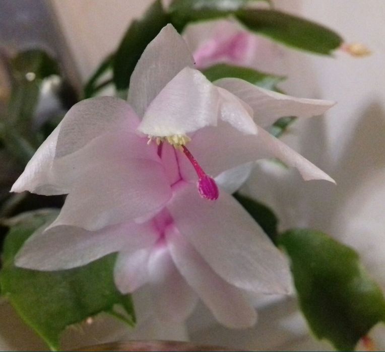 Шлюмбергера ( рождественский цветок)