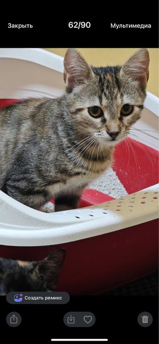 Котята  бесплатно даром в добрые руки!
