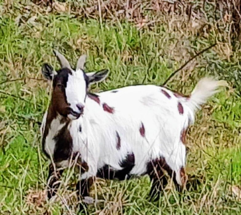 Vendo cabras anãs