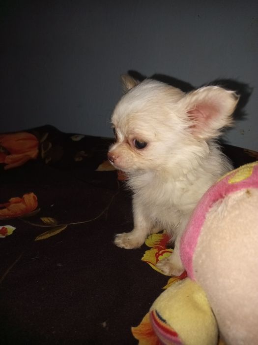 2Дівчинки і хлопчик чішки.