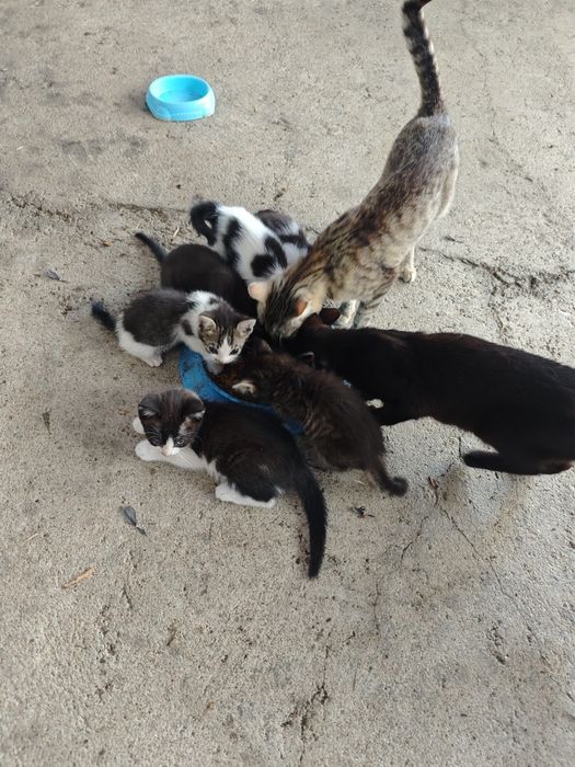 Gatinhos para dar