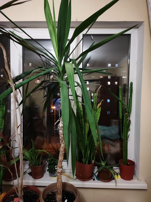 Продам цветок находится в Киеве