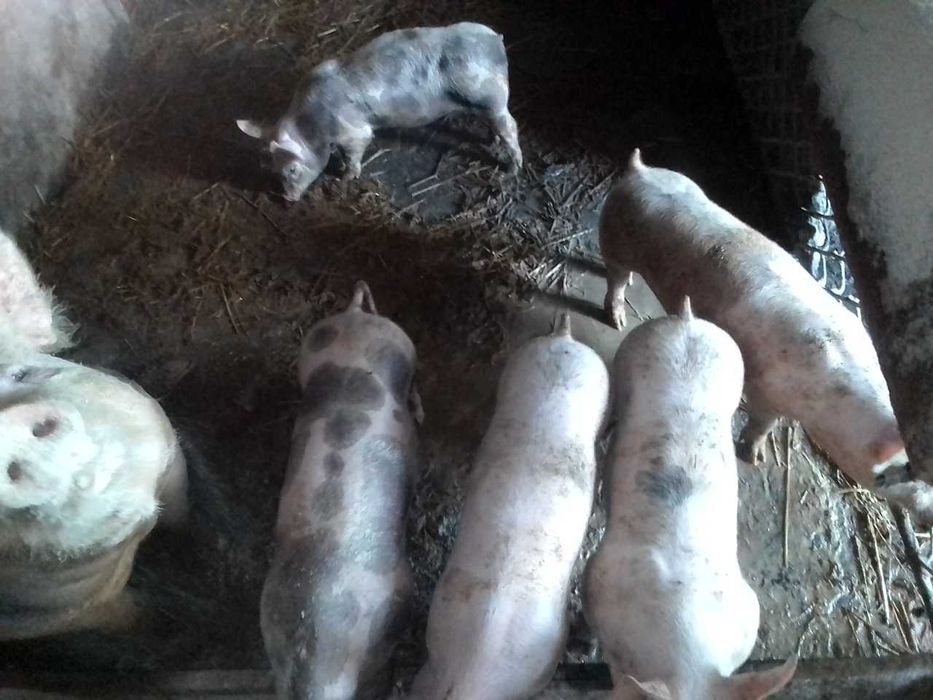 Продам поросят м'ясної породи.