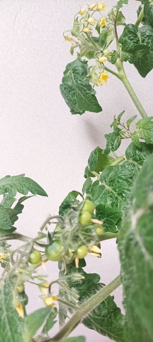 Томати балконні в горшику.