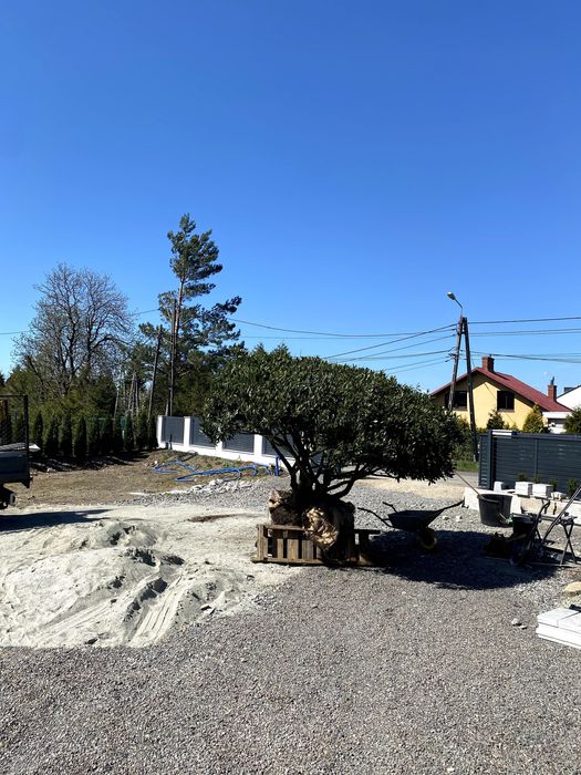 Zakładanie trawników, przycinanie żywopłotów  , sadzenie drzew