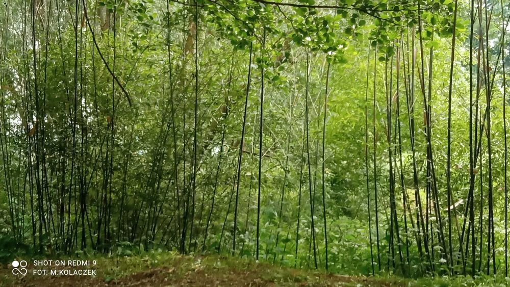 Bambus Bisetta mrozoodporny