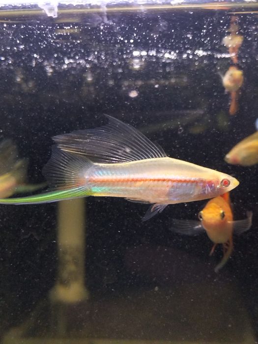 Mieczyk albino  standard