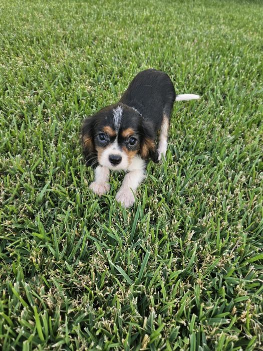 Cavalier King Charles Spaniel