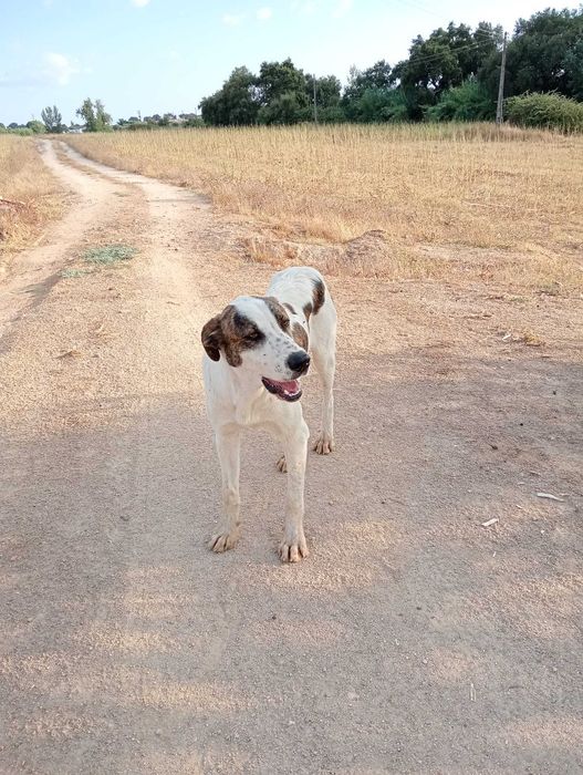 Cão para adoção_Rafeiro Alentejano
