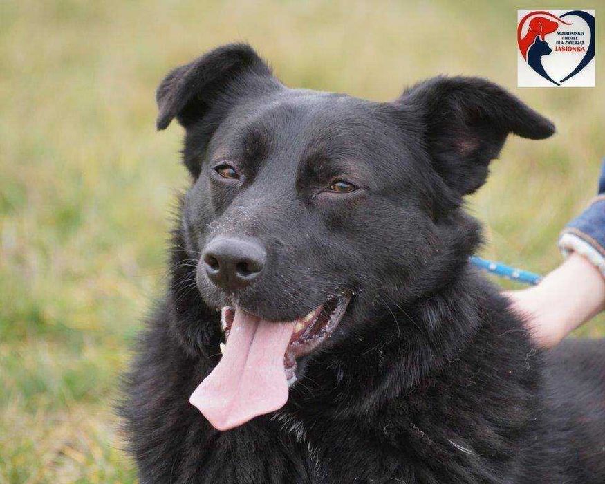 MAJOR do adopcji – Schronisko Jasionka