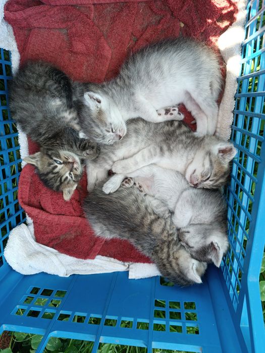 Віддам кошенят в хороші руки