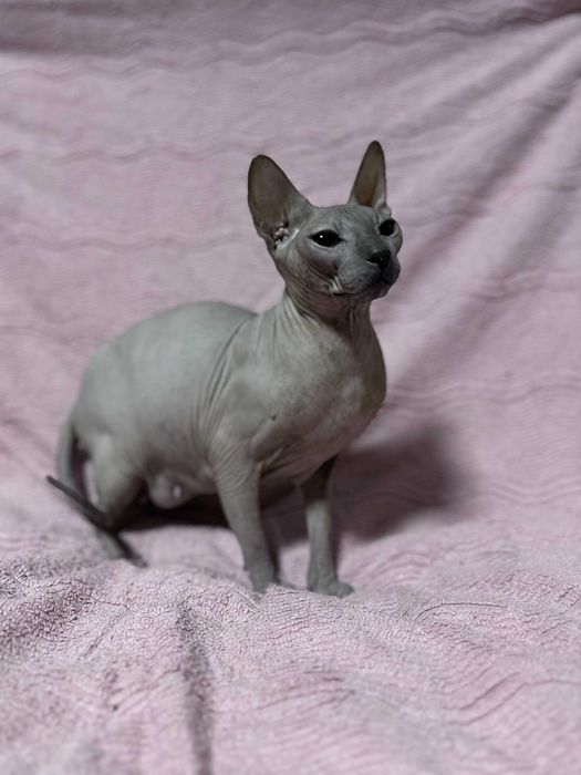 Донський Сфінкс кошенята