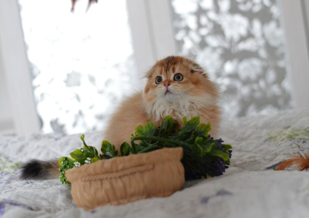 Хлопчик шотландський 6міс.