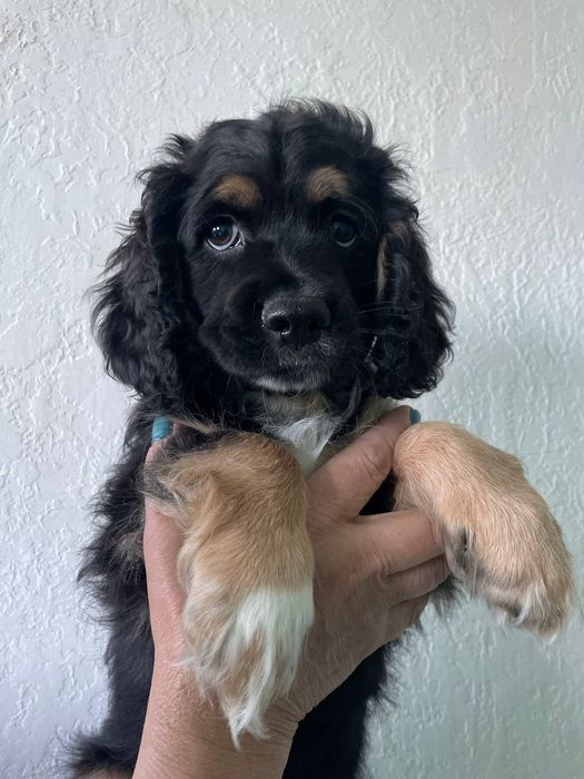 Кокер спаніель метіси