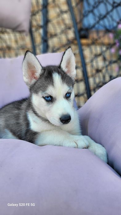 Siberian Husky Błekitne Oczy  Śliczny Maluch