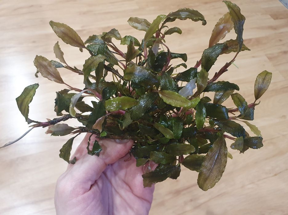 Bucephalandra duży.