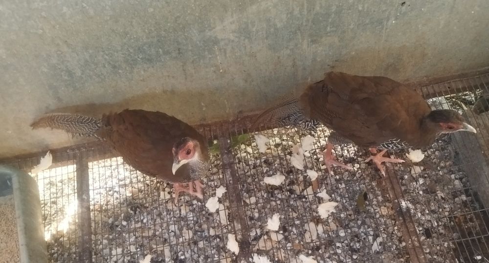 Disponíveis faisão Dourados, Leid,Gigi