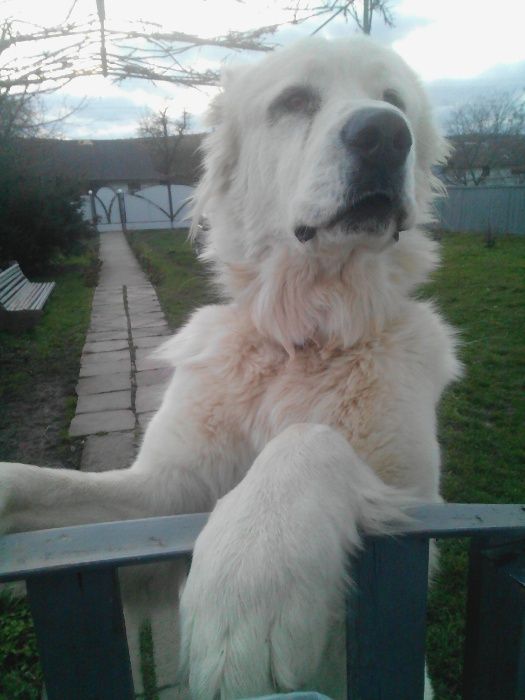 алабай вязка чистокровний