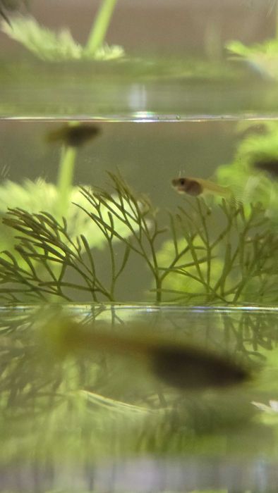 7 guppys médios e 20 guppys pequenos para venda Silves