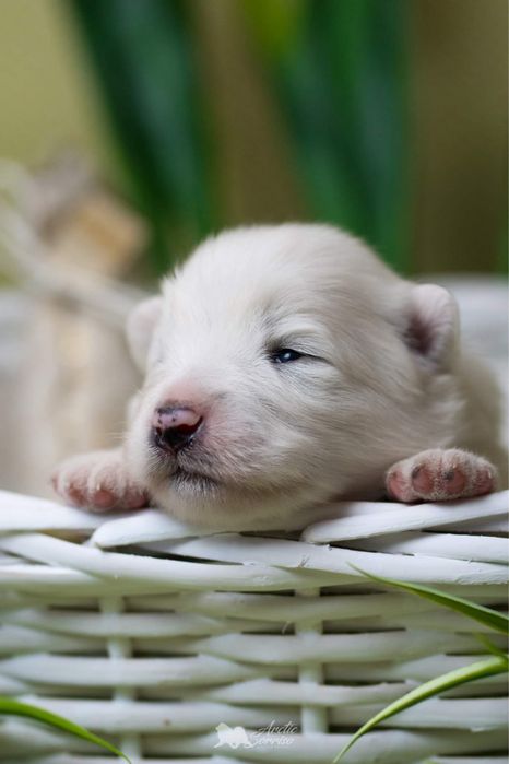 Samoyed piesek ZKwP do odbioru koniec października
