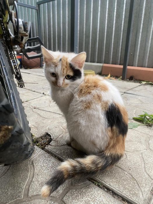 Гарна   кішечка тримасна