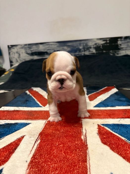 Bulldog Ingles c/Lop