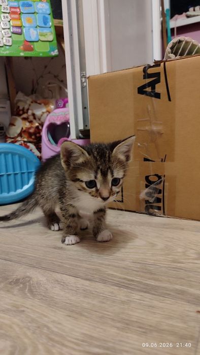 Котята в добрі руки вислоуха дівчинка та пряма вуха білий хлопчик
