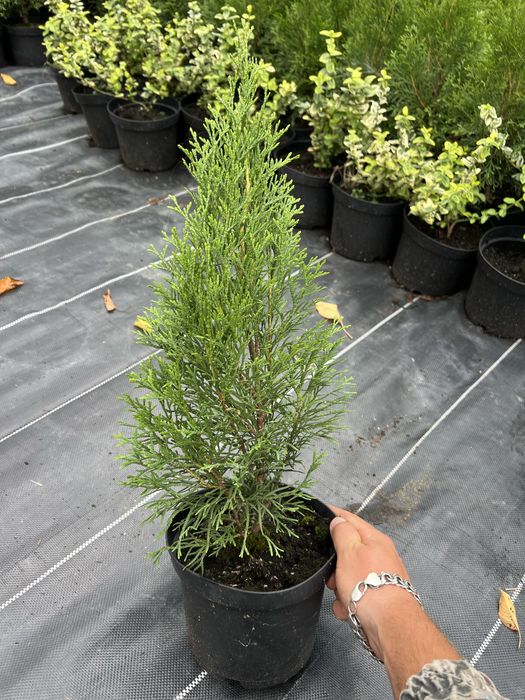 Туя, Смарагд, Ялівець, Ялинка, Кипарис, хвойні,декоративні рослини.